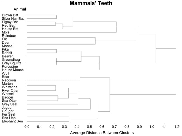 Tree Diagram of Mammal Teeth Clusters
